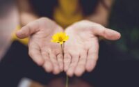 Hands giving a flower