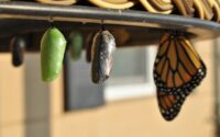 pupa-chrysalis-butterfly